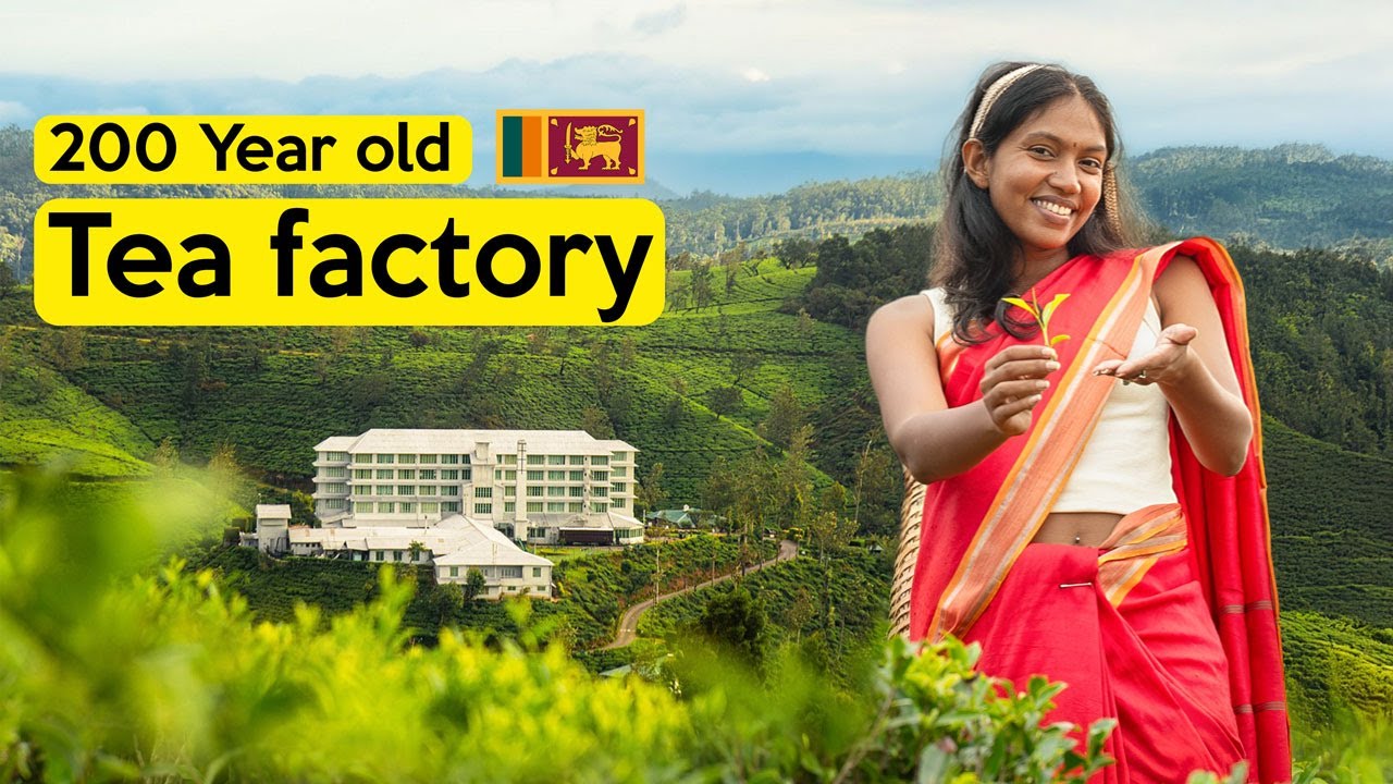 Лучшее место для проживания в Нувара-Элии? Посещение чайной фабрики Heritance Tea Factory.