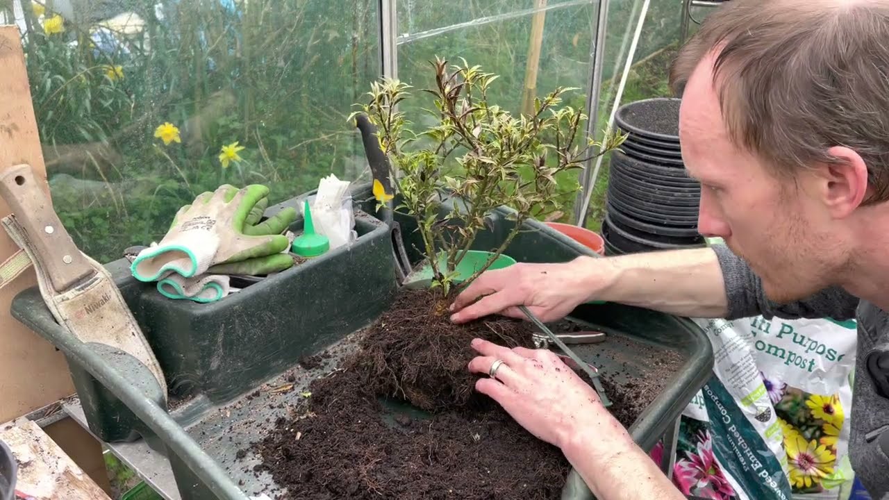 Starting a Holly Bonsai from Nursery material