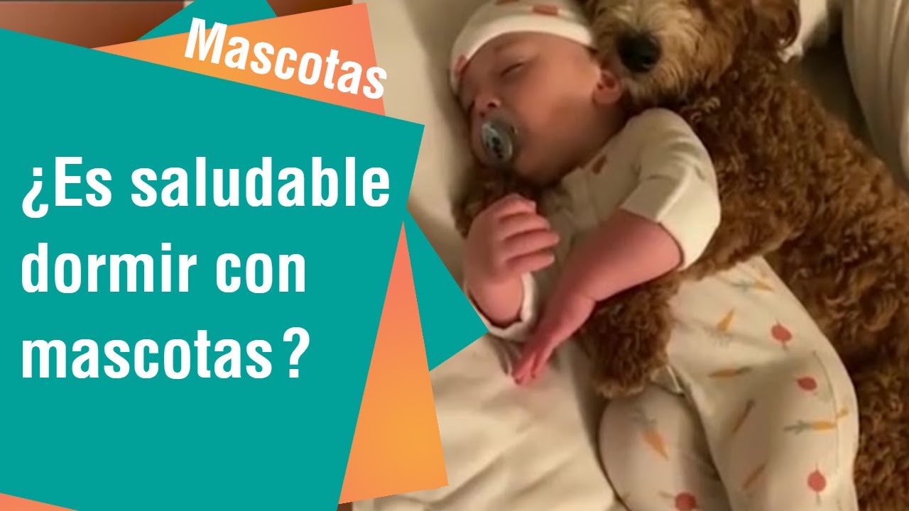 &iquest;Es saludable dormir con mascotas? | Mascotas