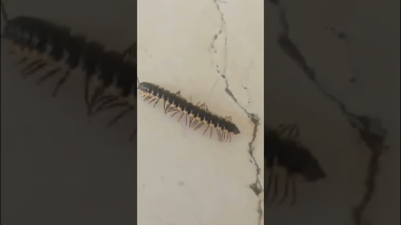 Millipedes #centipede  #garden #insects  #short