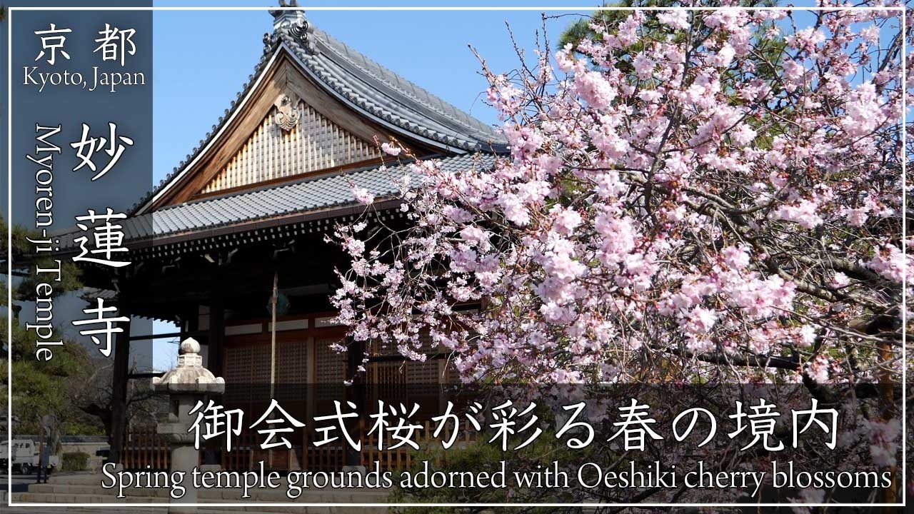 京都 桜の名所 〜妙蓮寺〜 十月から咲き始めて四月に満開になる御会式桜が美しい境内。春の妙蓮寺をご覧ください[No.661]