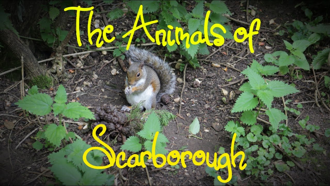 The Animals of Scarborough