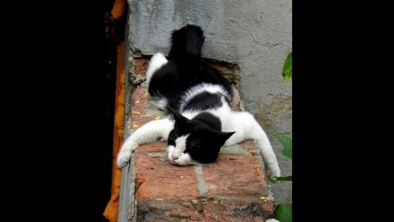 H&aacute;zi&aacute;llatok nagyon aranyos