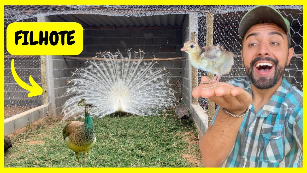 Como Criar Filhote de Pavão Recém Nascido - Coletando mais Ovos de Pavão | Gutejando 
