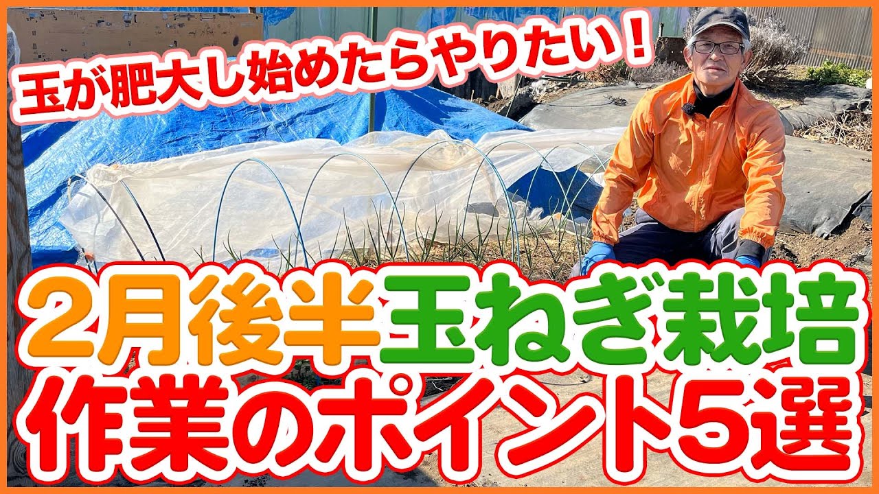 家庭菜園や農園の玉ねぎ栽培で玉が肥大し始めたらやりたい！2月後半玉ねぎ栽培の重要作業5選！【農園ライフ】