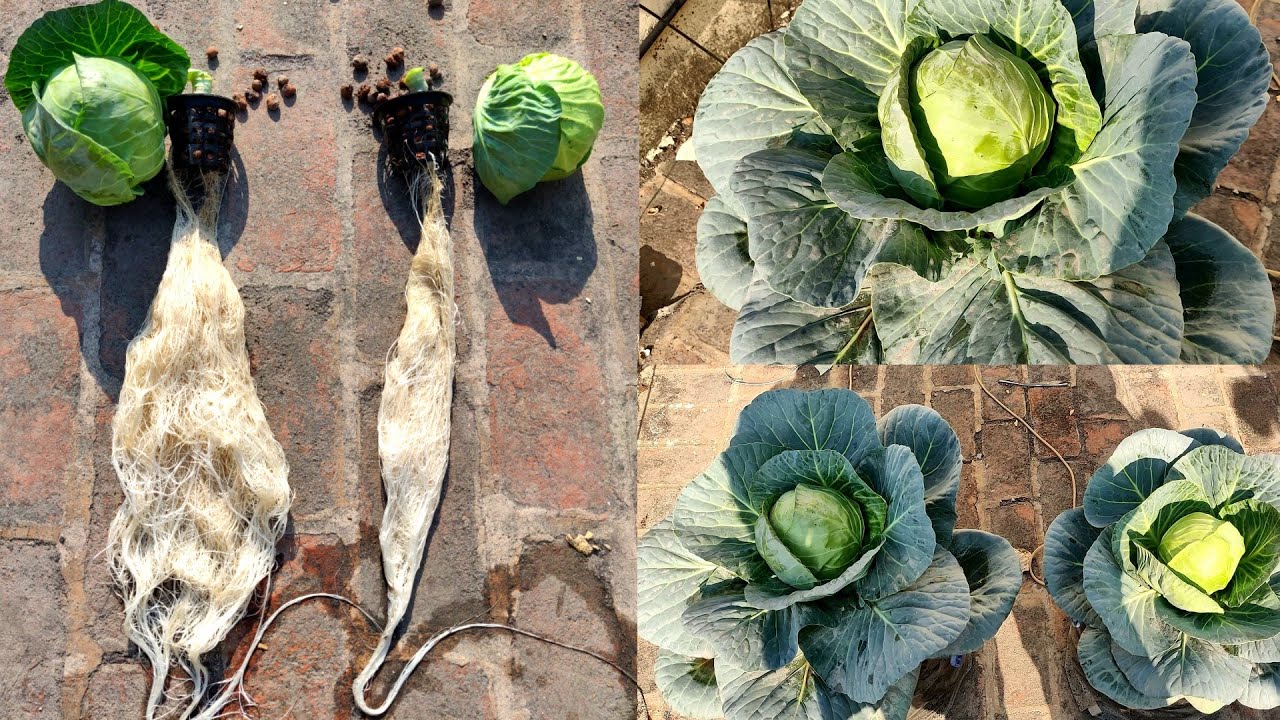 हाईड्रोपोनिक DWC में Cabbage उगाएँ |  How to grow Hydroponic Cabbages in DWC ( Deep Water Culture)