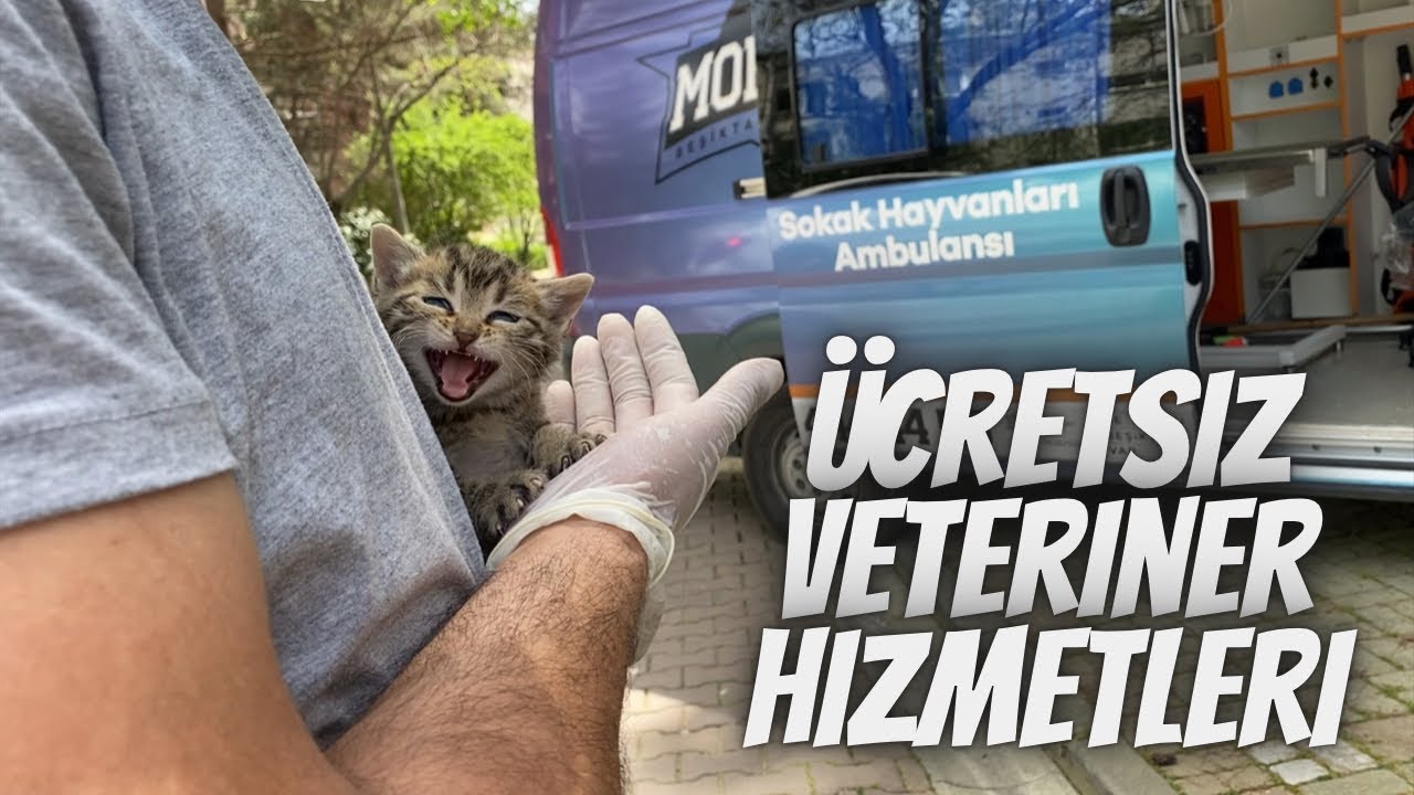 Ücretsiz veteriner hizmeti, ücretsiz kısırlaştırma ve daha fazlası hakkında detaylı bilgi.. Mobivet!