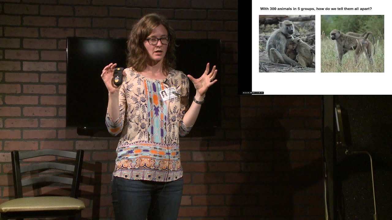 How We Tell Apart Our Amboseli Baboons