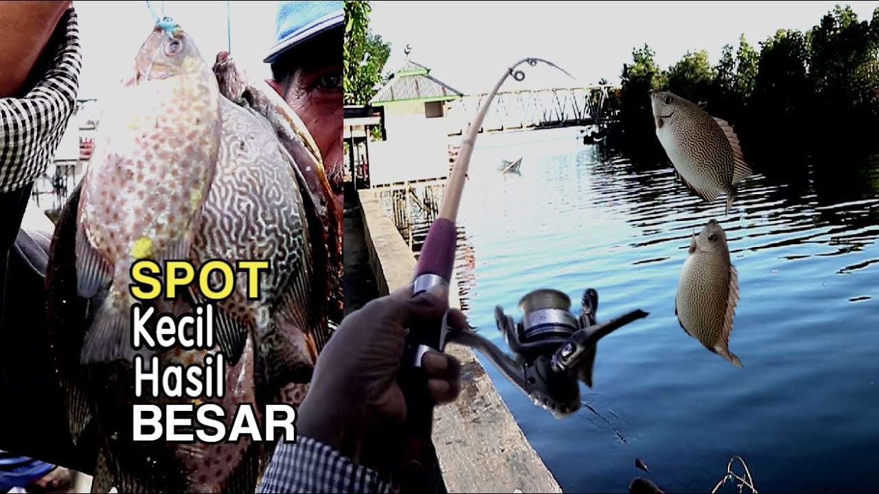 Mau Mancing BARONANG dapat Banyak,  Pilih Spot Seperti ini | Rabbitfish, The Legend of Moci. PART 37