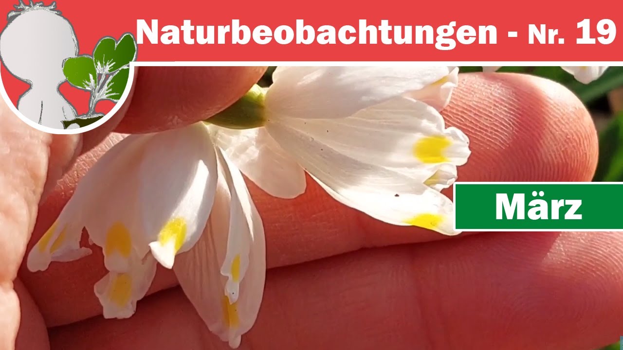 Naturbeobachtungen 19 - Schneeglöckchen & Frühlingsknotenblume (Märzenbecher) - Frühblüher im März
