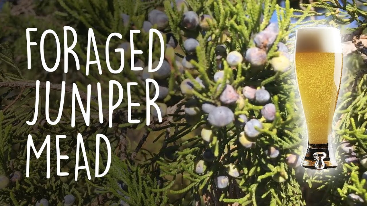 Let's forage for juniper berries and make a quick-to-bottle session mead | How to make mead!