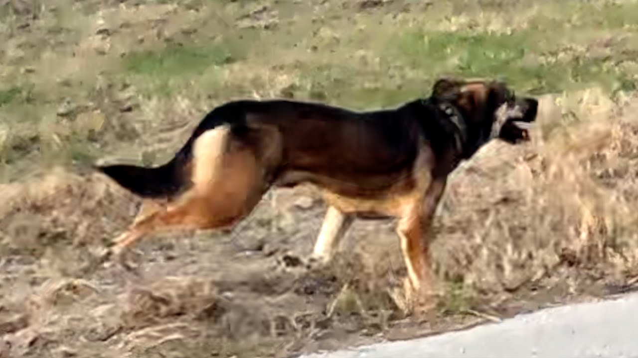 People Drive Forever Just To Dump Dogs Out Here In The Country #13