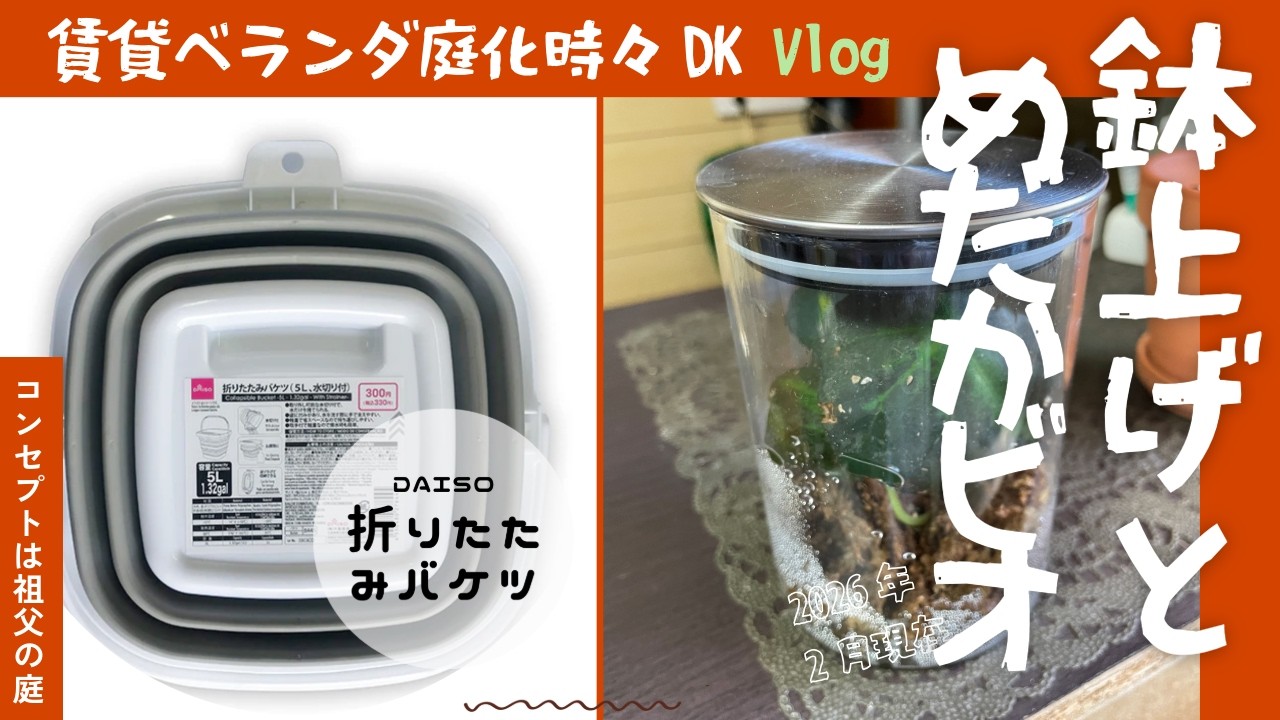 【賃貸ベランダ庭化計画】DAISO折りたたみバケツで簡単めだかビオトープ　#shorts  #観葉植物 #ガーデニング #暮らしチャンネル #ベランダガーデニング #沖縄