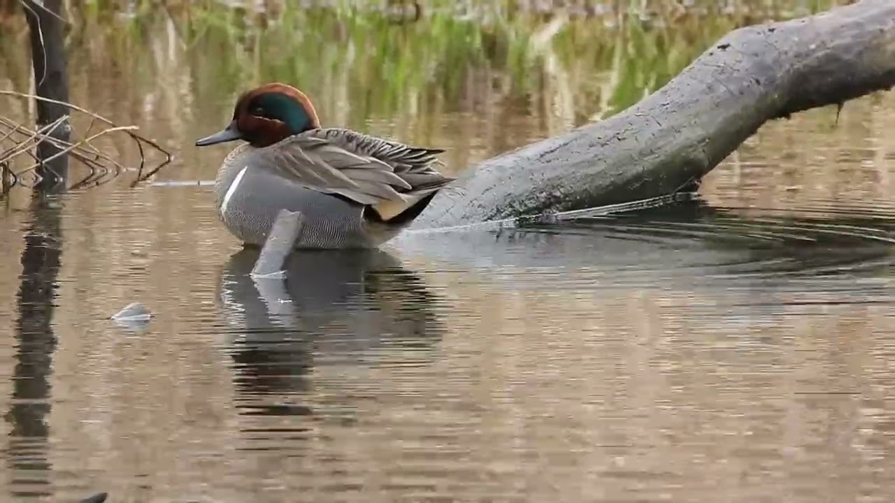 3/7/26 - Male Green-winged Teal - prepping for a nap (no audio)
