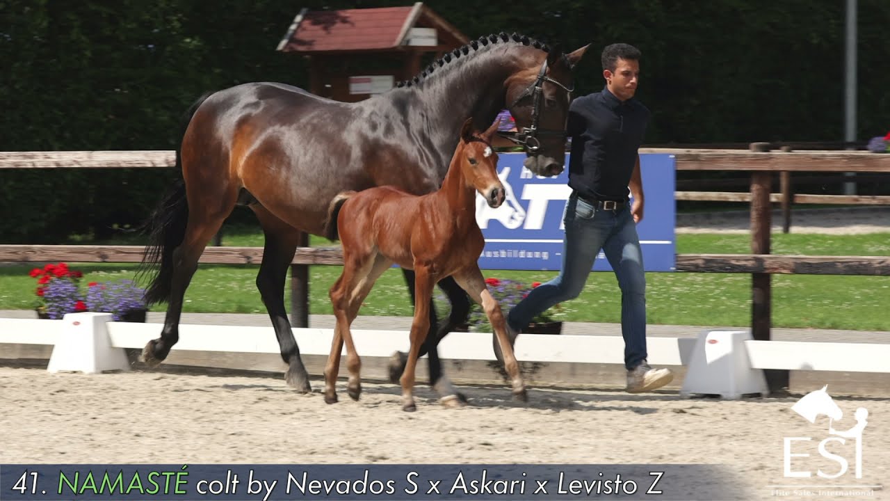 41. NAMASTE, colt by Nevados S x Askari x Levisto Z www.esi.auction