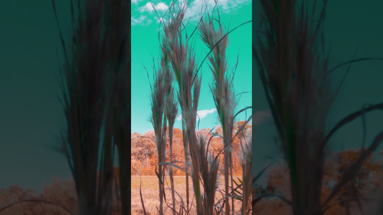 Grass Seed Heads Trippy #seedhe #seeds #grass #grasslands #farming #farmland #psychedelic  #origina