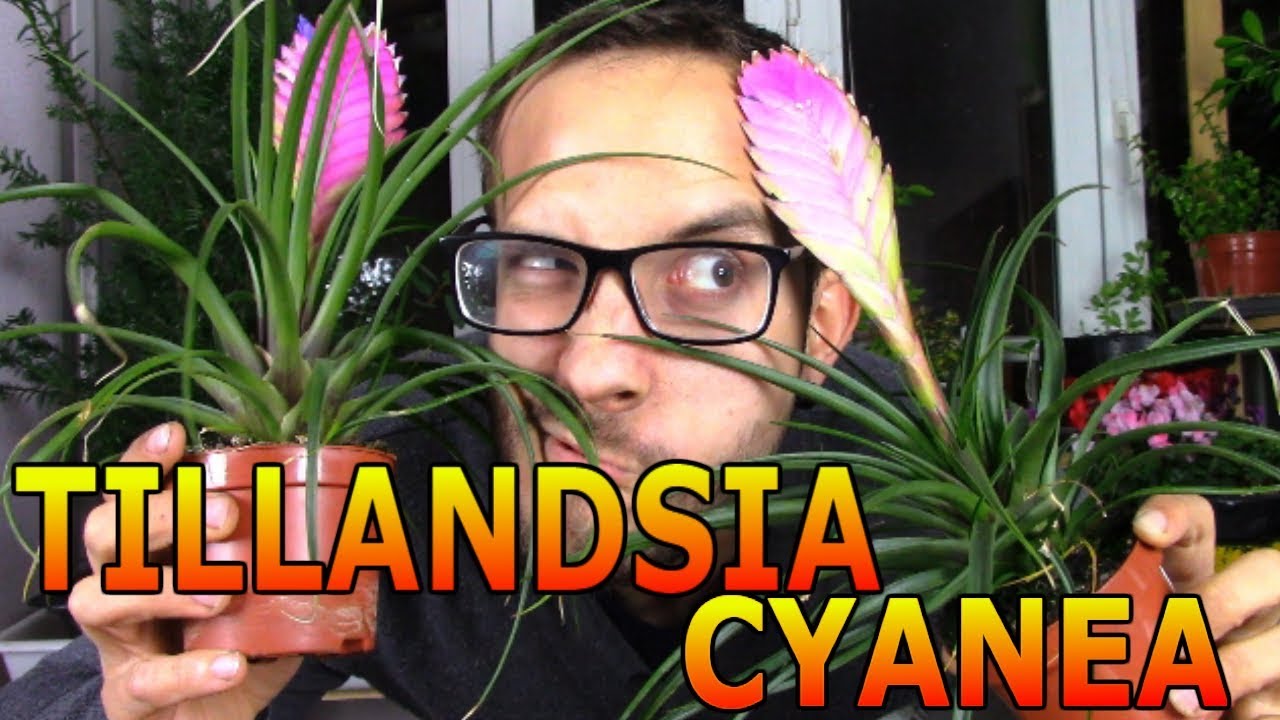 Cómo cuidar una Tillandsia o clavel del aire (Tillandsia Cyanea)