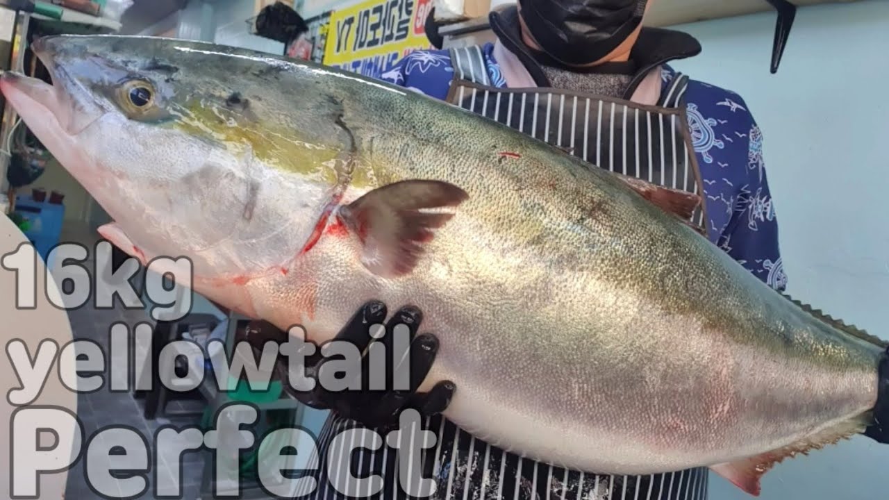 16 кг желтохвоста / японское амберджек perfect sashimi