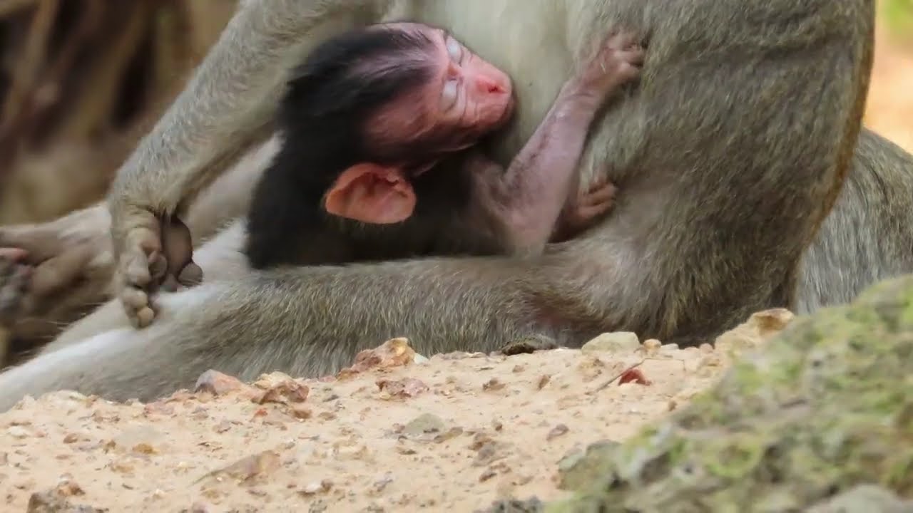 Breaking heart! Newly Queen Mummy Very Reject milk her little Newborn baby it try to try for milk