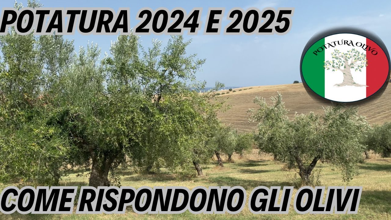 Risposta produttiva Oliveto in asciutta alla seconda potatura 
