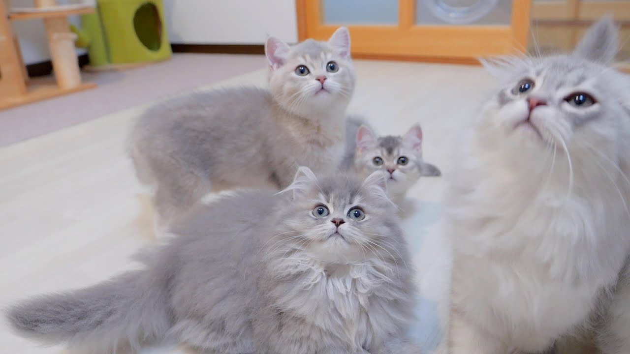 Котята, которые чутко реагируют на малейшие изменения в своих хозяевах, такие милые...