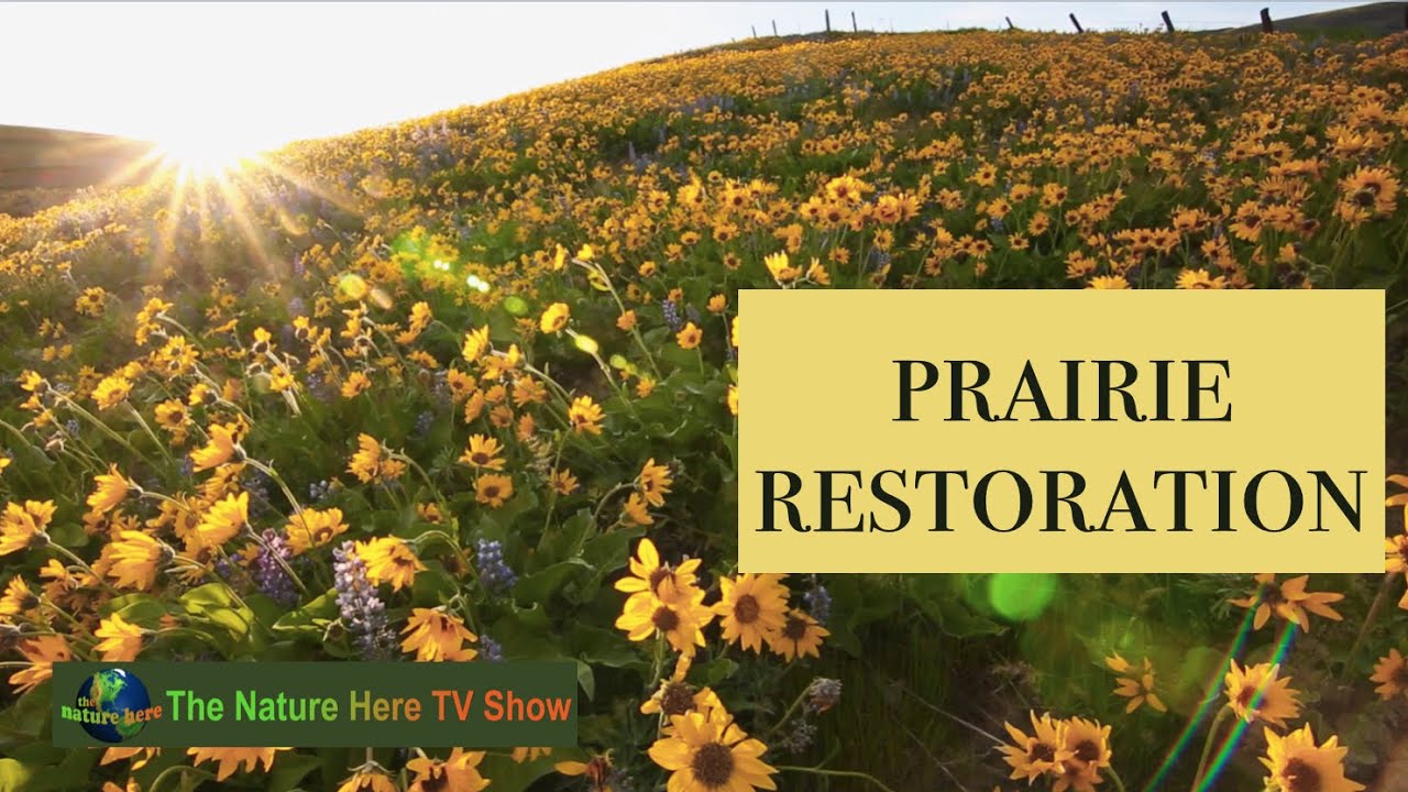 We Restored a Prairie Using Only 19th Century Techniques