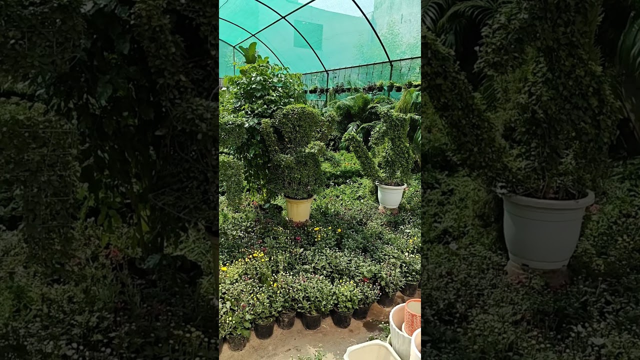 Lucknow Nursery|best nursery in lucknow|Gomti Nagar Lucknow Nursery|indoor plants|#firstvlog