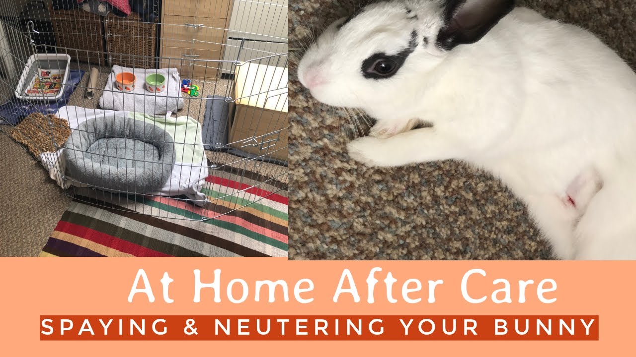 Spaying & Neutering Your Bunny| At Home After Care Tips