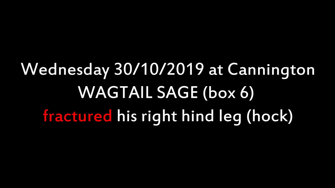Greyhound Racing Injuries WA 2019