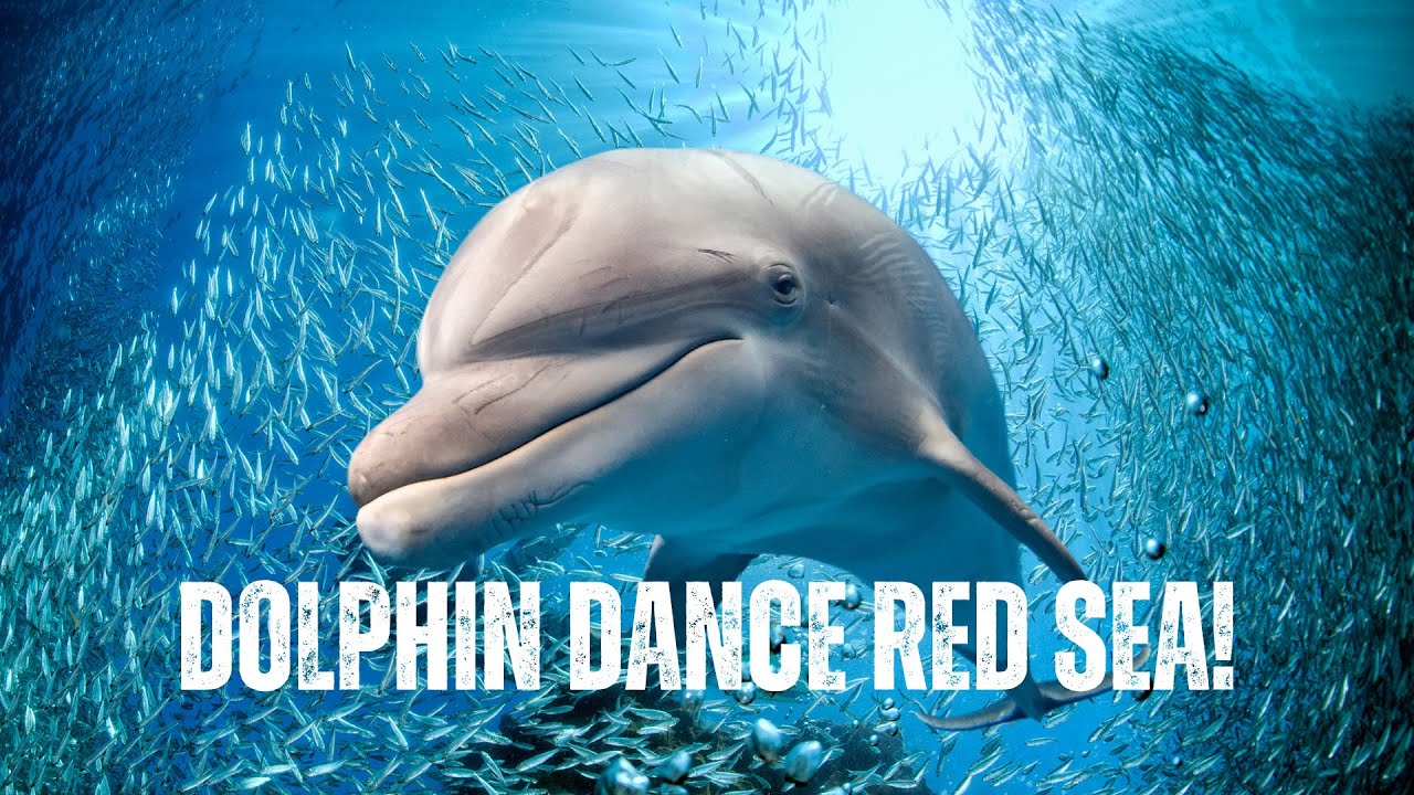 Dolphins in Sharm El Sheikh (2025) in 4K | Magical Red Sea Encounter Underwater!