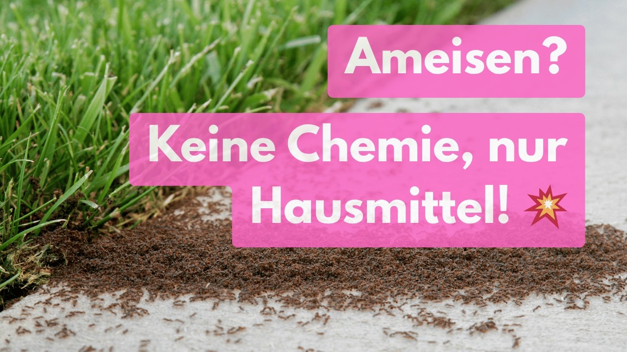 So wirst du Ameisen los ohne Chemie – 11 einfache Garten-Tricks!