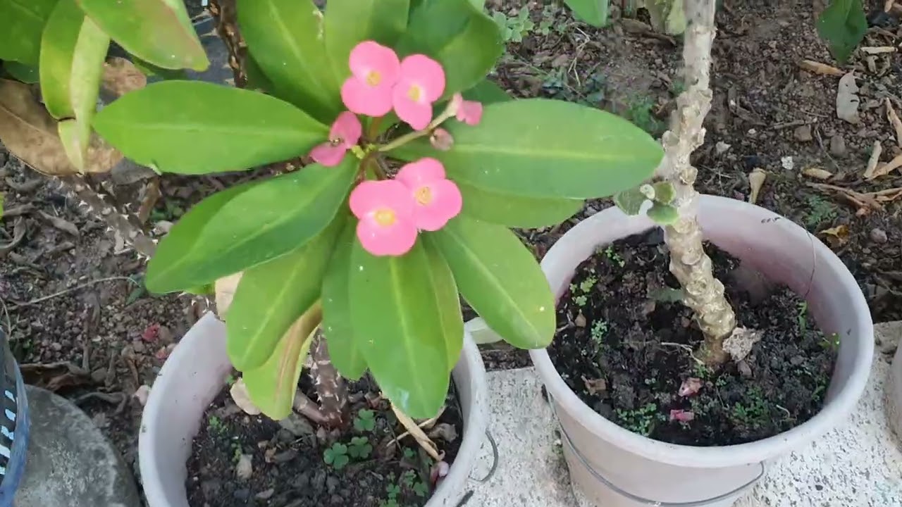 Mostrando onde eu comecei meu jardim