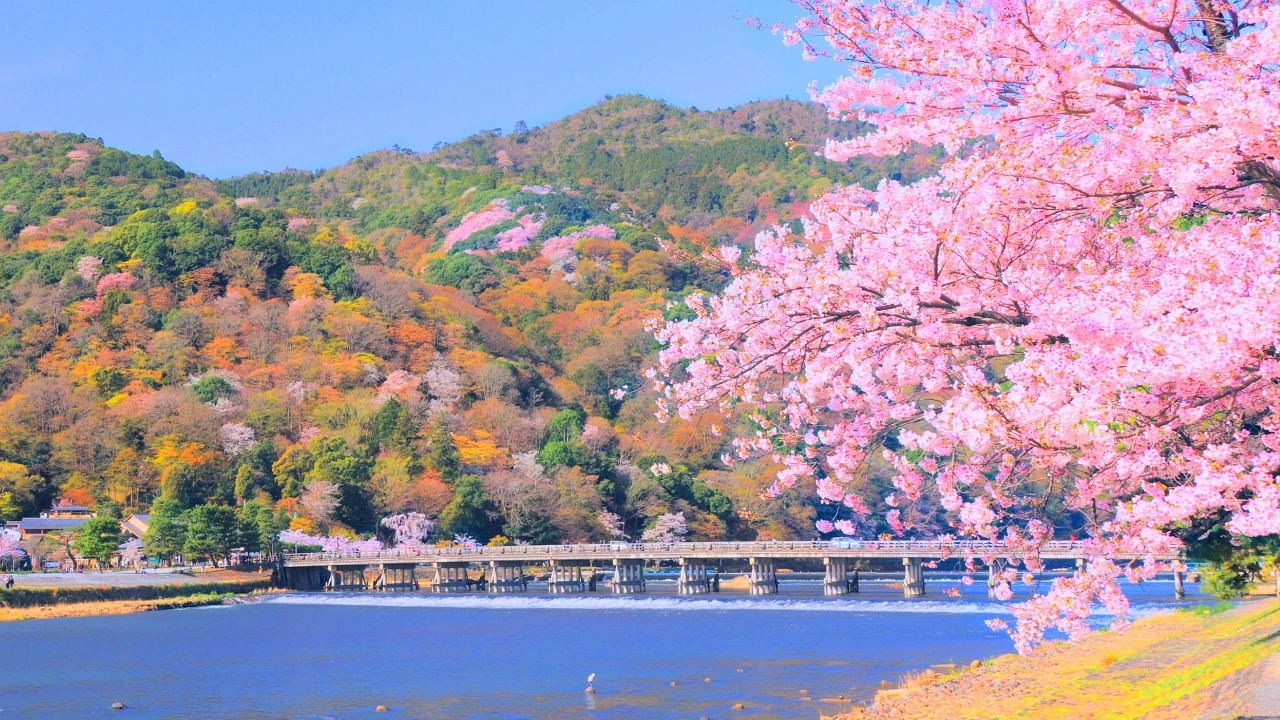 4K映像 桜の名所「京都 嵐山の桜　渡月橋　桂川　屋形船」cherry blossom japan 桜の名所 美しい四季 春 4月上旬 お花見 絶景自然風景 8K撮影