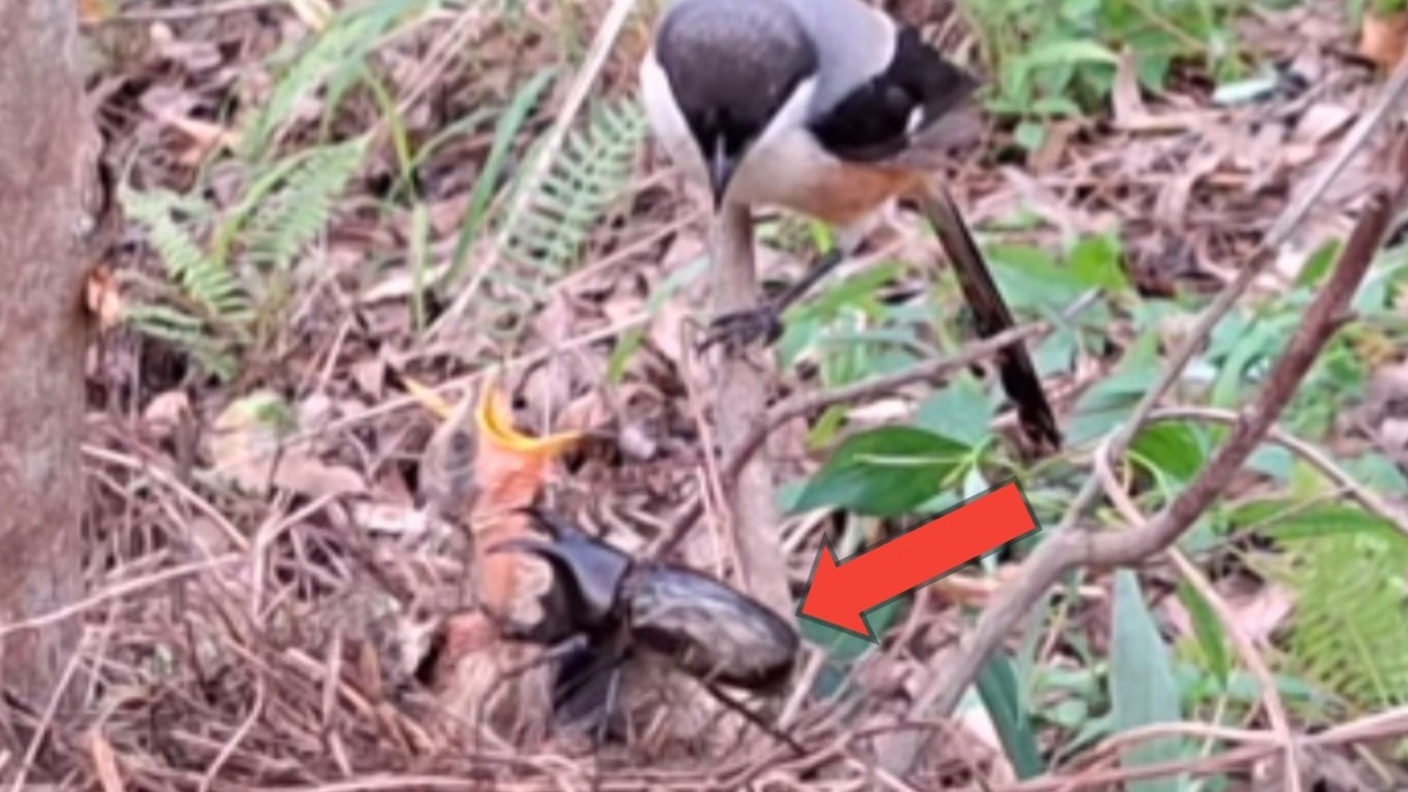 baby bird flying disturbed by beetle