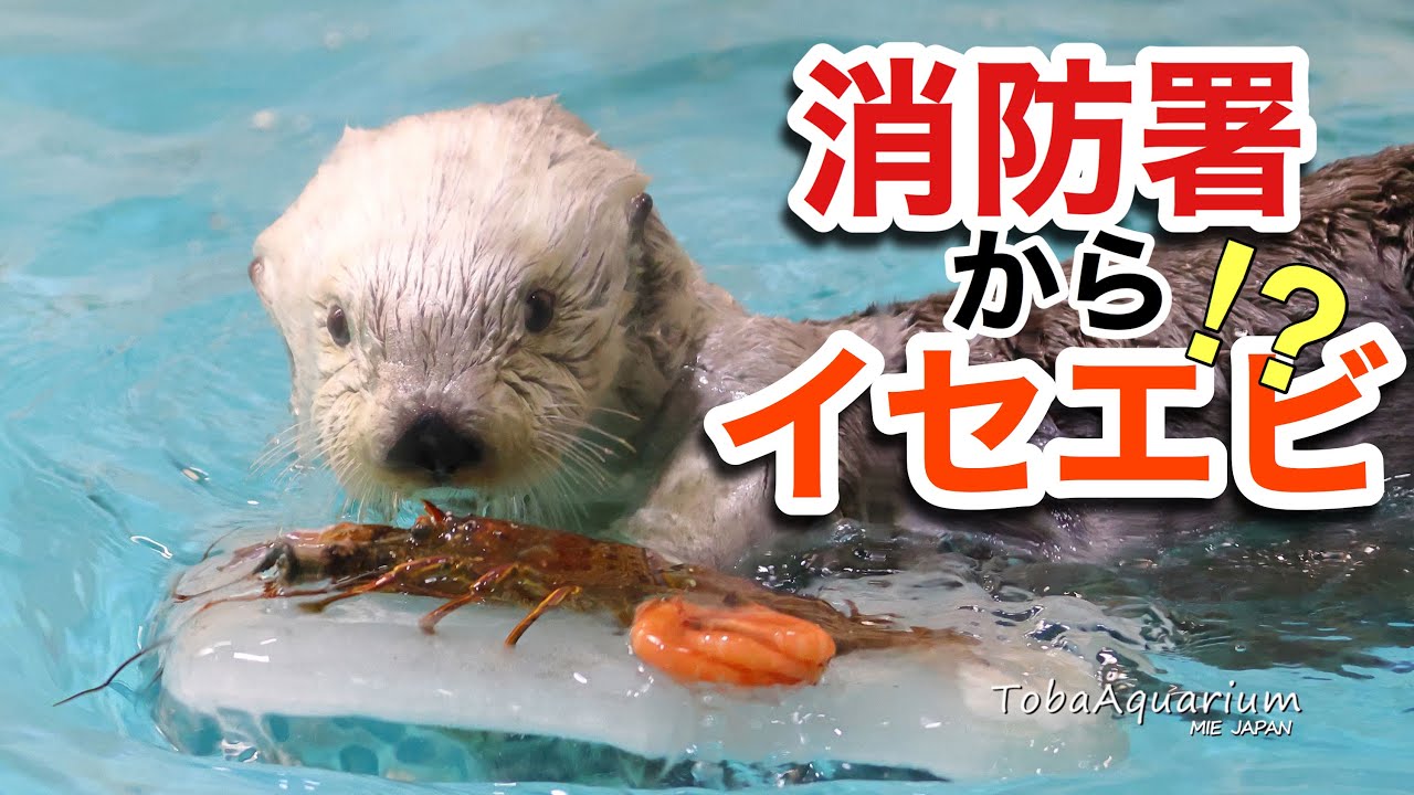 《鳥羽水族館》ラッコのメイが鳥羽消防本部から表彰を受けました！