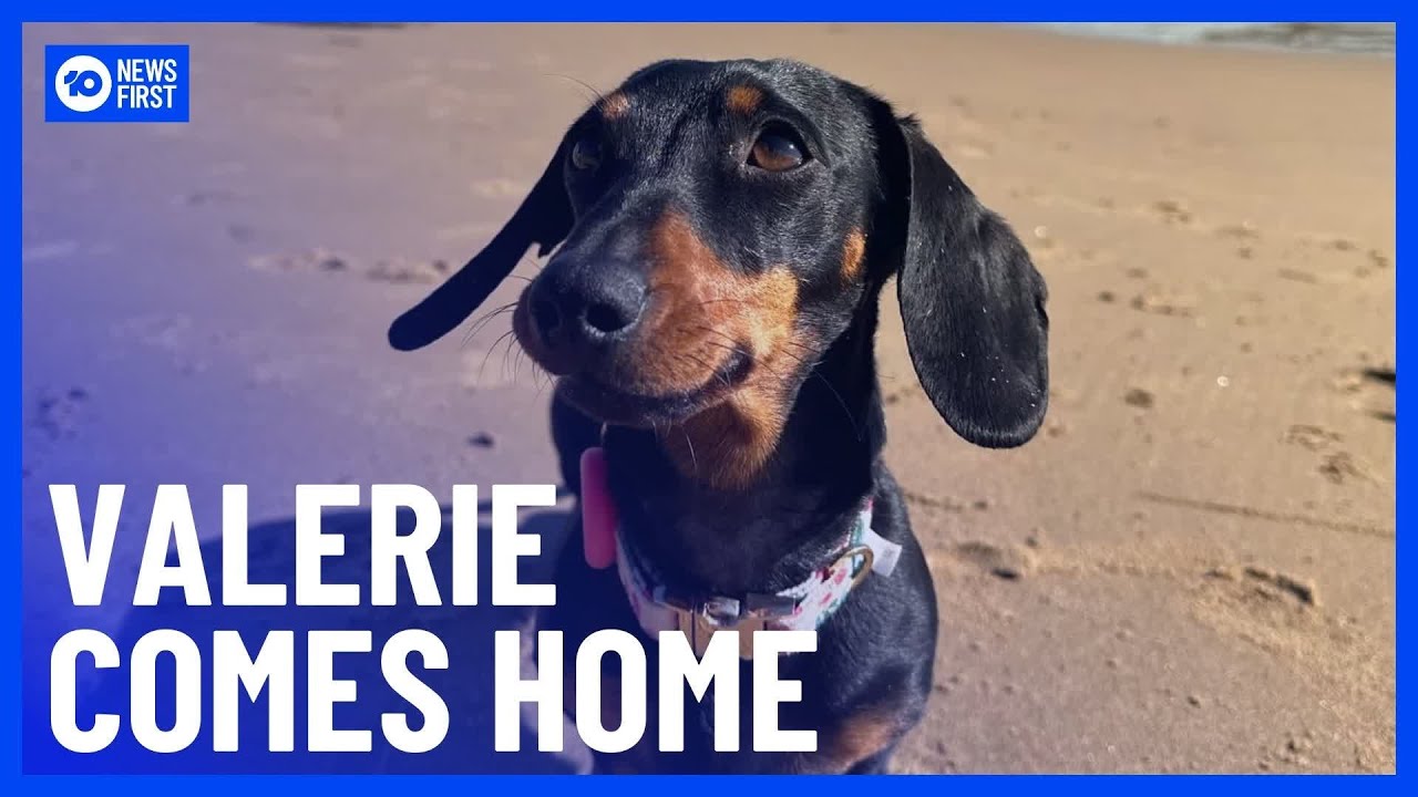 Valerie the Lost Dachshund Found Safe After 500 Days on Kangaroo Island | 10 News First