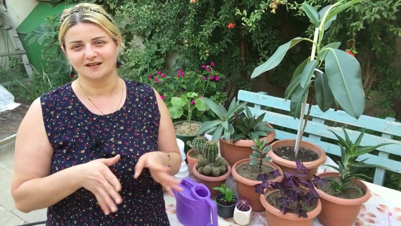 ☀️Starlet💫Leyla K:Güllere qulluq etmek barede...👍🏻