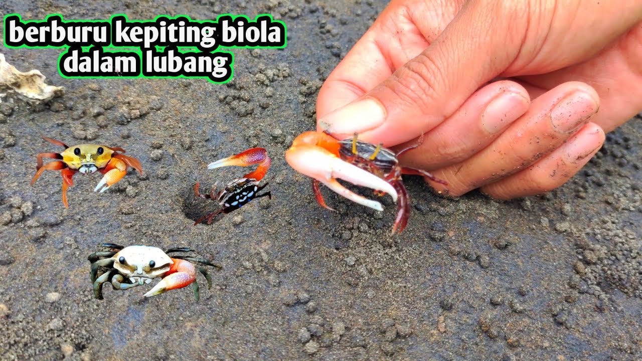 Berburu kepiting dalam lubang lubang || hunting crabs in the holle