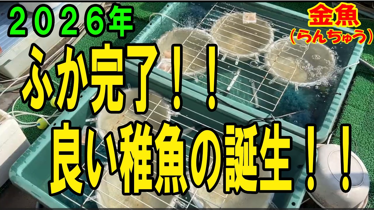 らんちゅう（金魚）ブリーダーの飼育記録No.344：２０２６年：ふか完了！！良い稚魚の誕生！！