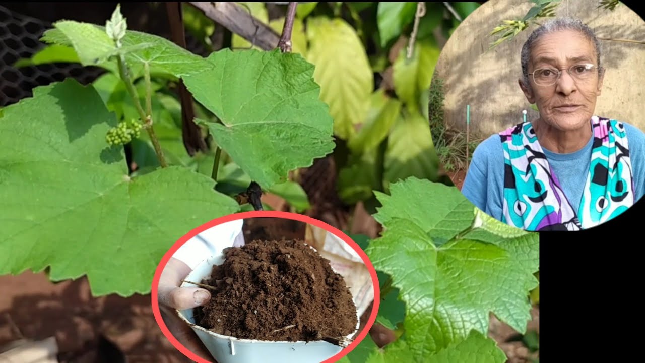 COMO ADUBAR seu pé de UVA // e qual o MELHOR ADUBO