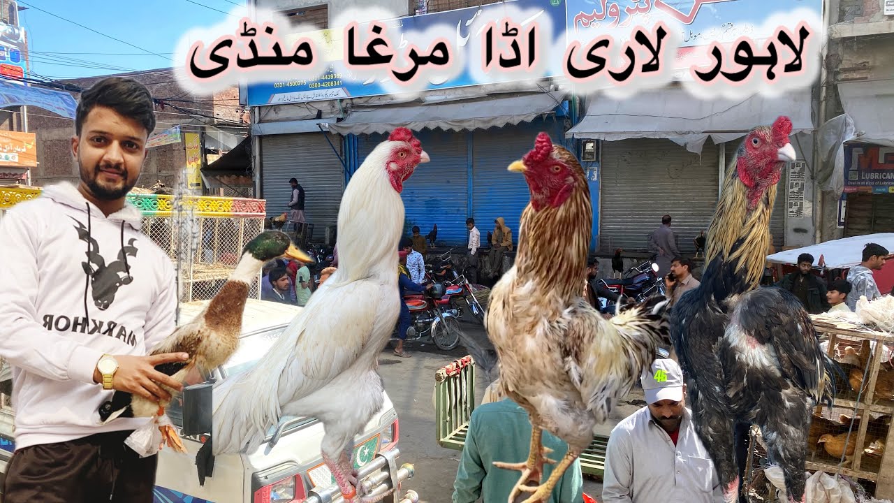 Aseel murga Mandi in pakistan|pakistani Aseel Mandi Lahore 2025#aseelmurga