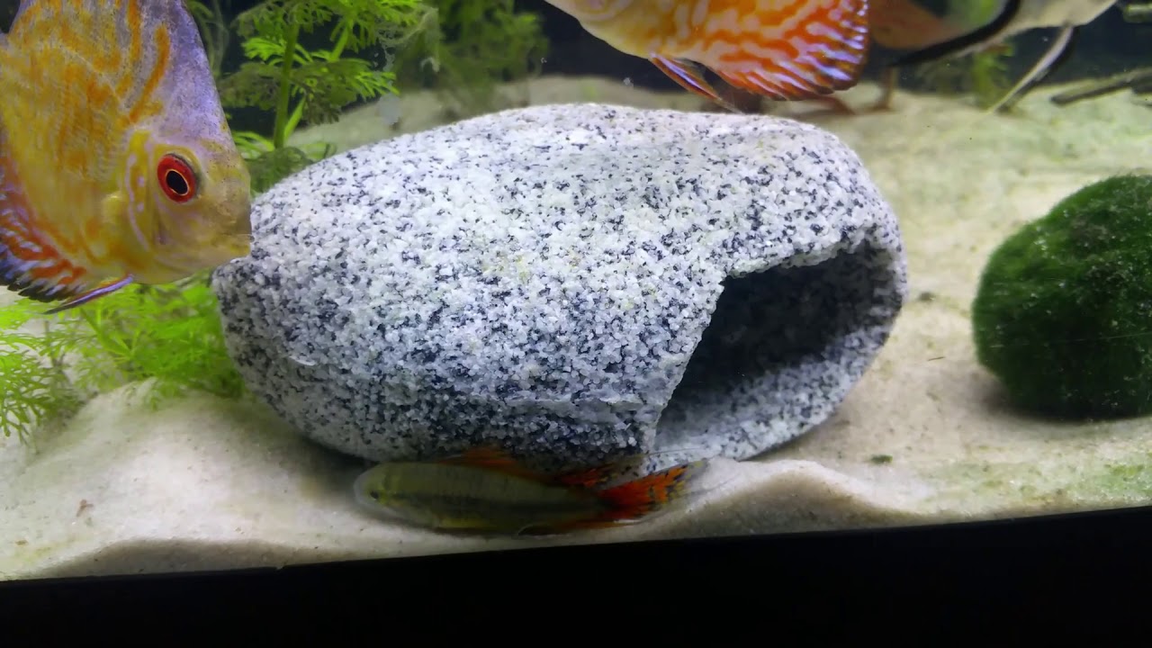 Reproduccion del Apistogramma Cacatuoide