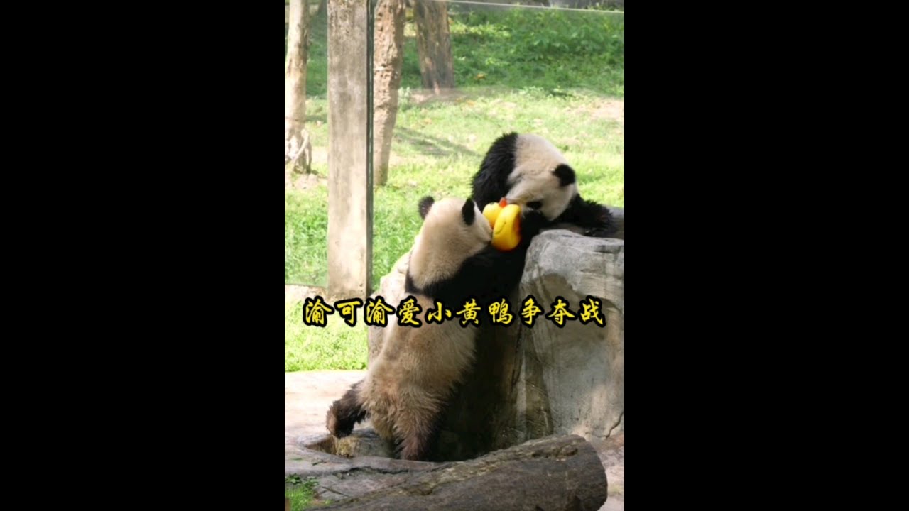 3.31下午渝可渝爱上演小黄鸭争夺战。爱姐是一个会用智商获胜的小熊熊，真是鬼精鬼精的。我甚至怀疑爱姐这高智商的头脑可以去读书了，说不定还是个小学霸呢…