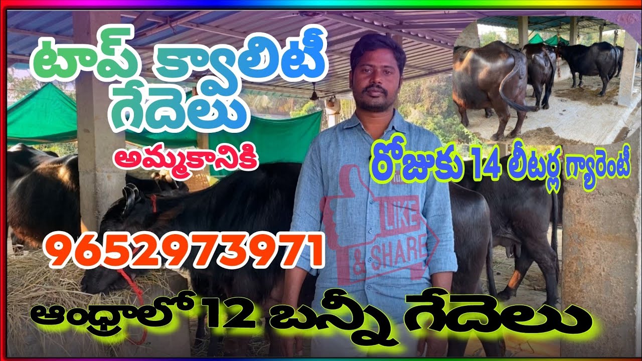 Bunny Breed Buffaloes for Sale | బన్నీ జాతి గేదెలు | ఆంధ్రాలో 12 బన్నీ గేదెలు #baffalo 