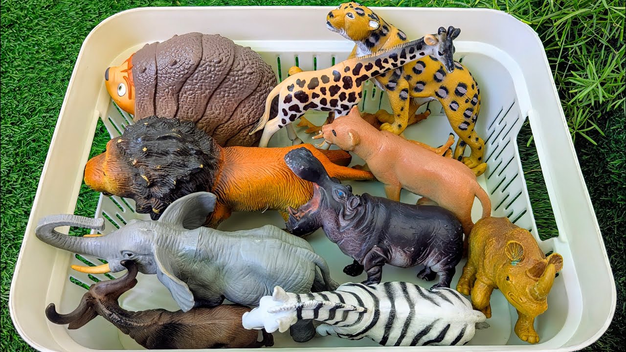 The Armadillo and the Lion Explore Jungle Animals | Learn Animal Names for Kids with Sound