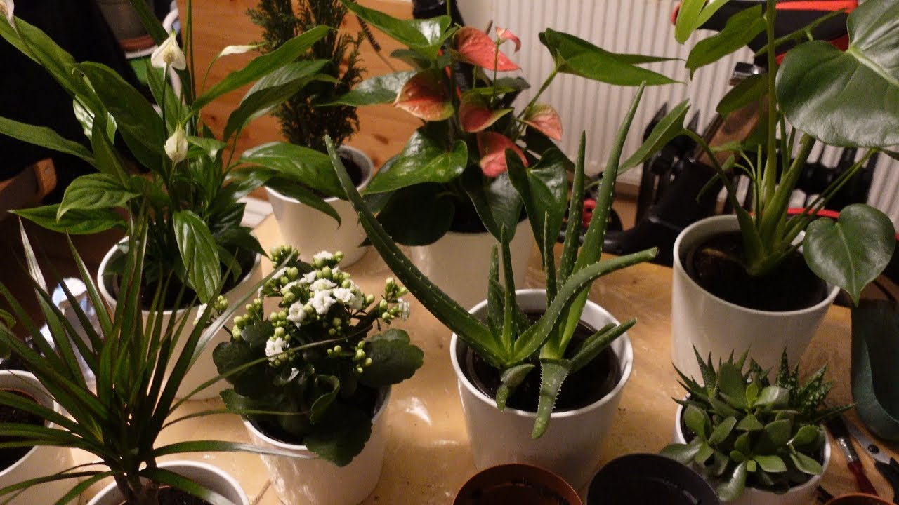 House PLANTS On Steroids How to Look After Care Maintain HousePlants #howto #plants #houseplants
