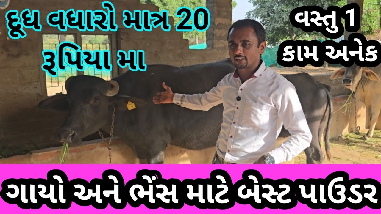   ભેંસ દૂધમાં 10 % વધારો || milk boosting  || 9909887736 || ભેંસ રીપીટ થતી સમસ્યા દૂર થઈ