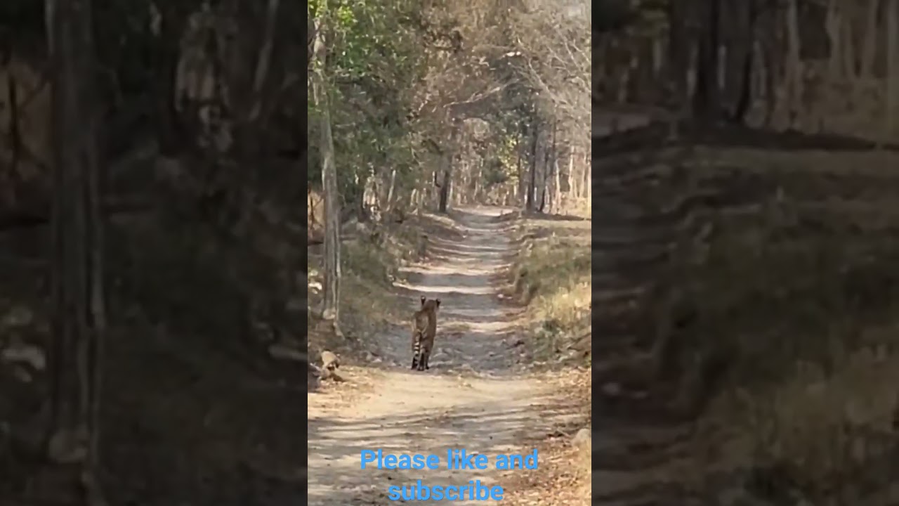 Jim Corbett National Park #wildlifecentury #forest #jungletiger #travel #tigerreserveforest