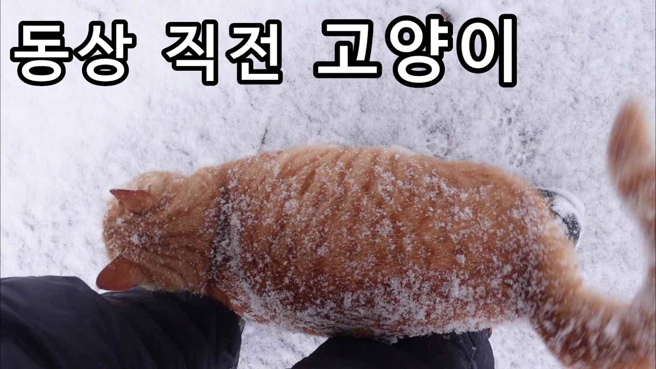Что случилось с кошкой, которая постоянно сталкивалась с холодом