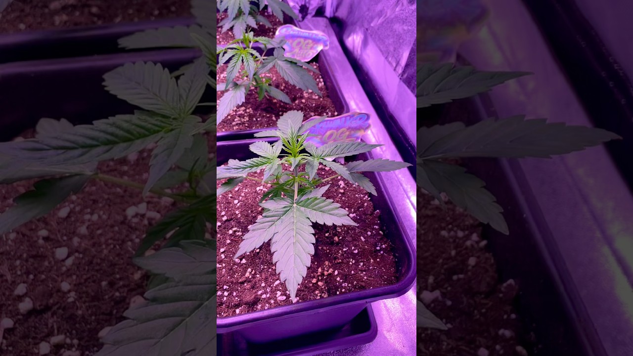 Skywalker OG Auto &ndash; Woche 2 Update 🌱 | St&auml;rker als erwartet?